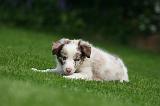 BORDER COLLIE 1539